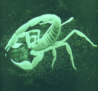 skalbrator